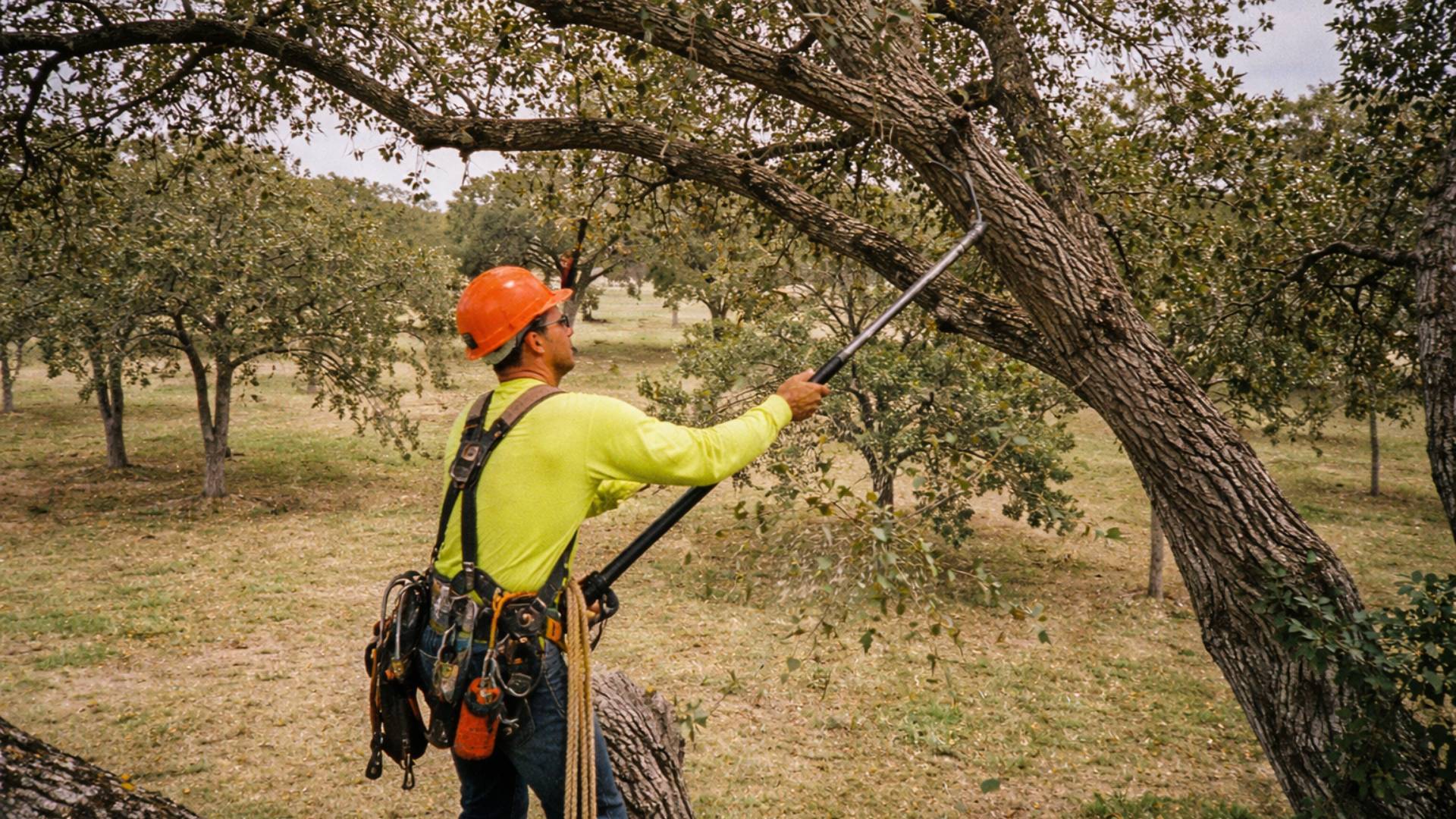Tree trimming service in San Antonio